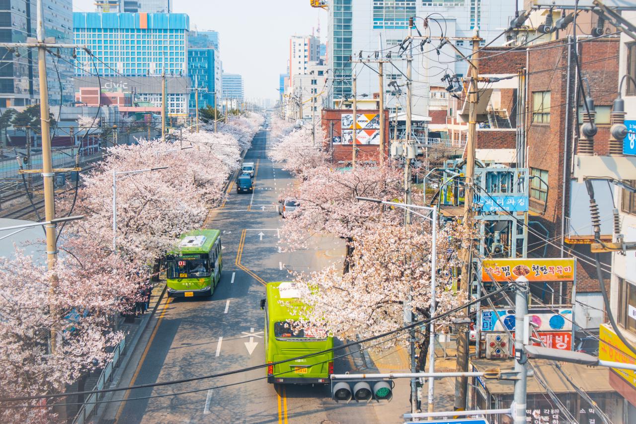 Foto di una strada vista dall&rsquo;alto con i ciliegi in fiori su entrambi i lati e due autobus in transito