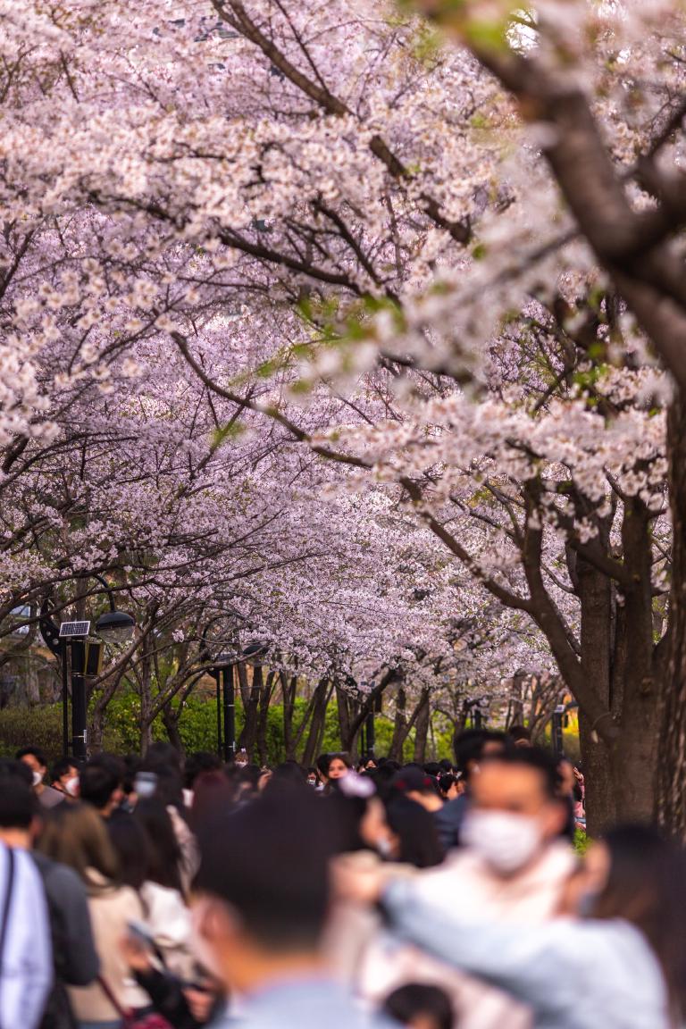 images/post/seokchon-cherry-blossum-seoul.jpg